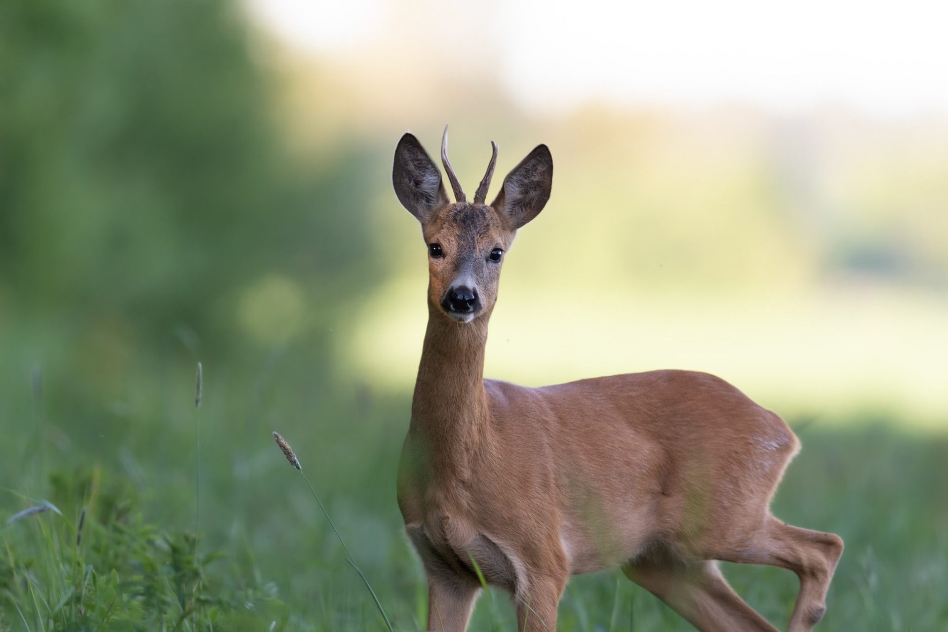 Young roe buck / Noor sokk