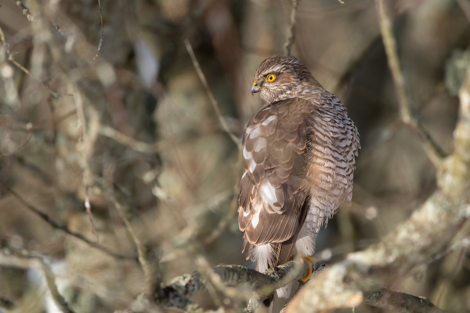 Sparrowhank waiting for prey / Raudkull saagi ootel