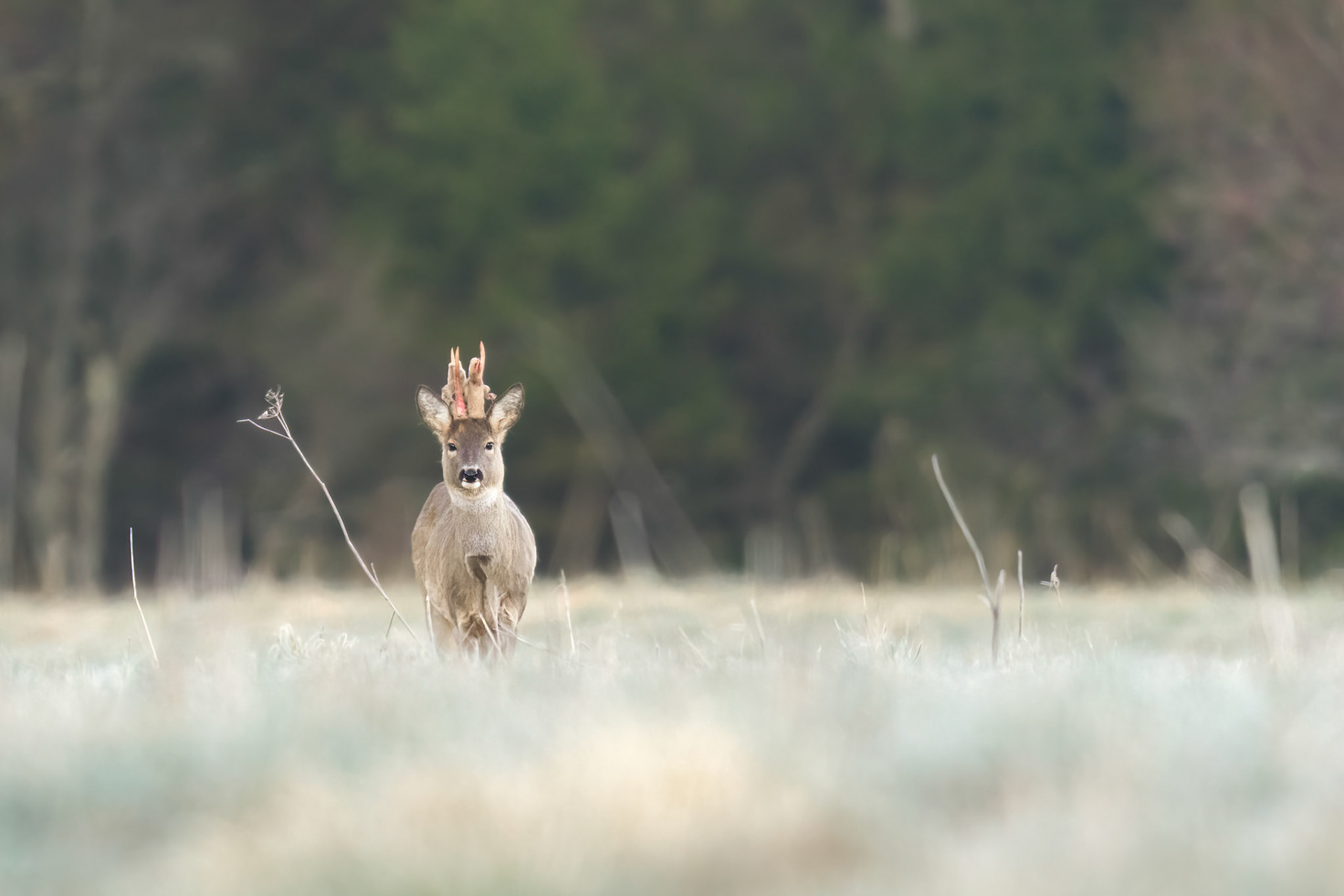 Roe buck revealing his antlers / Sokk paljastab oma sarved