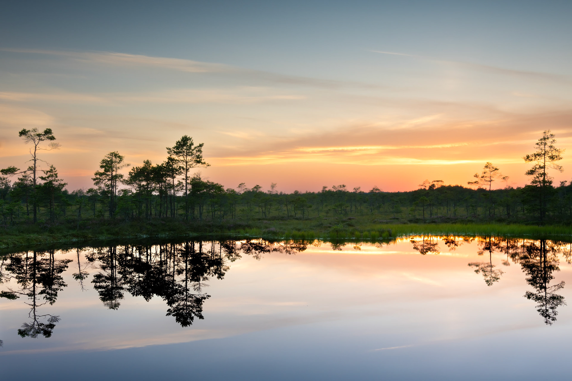 Green bog / Roheline raba
