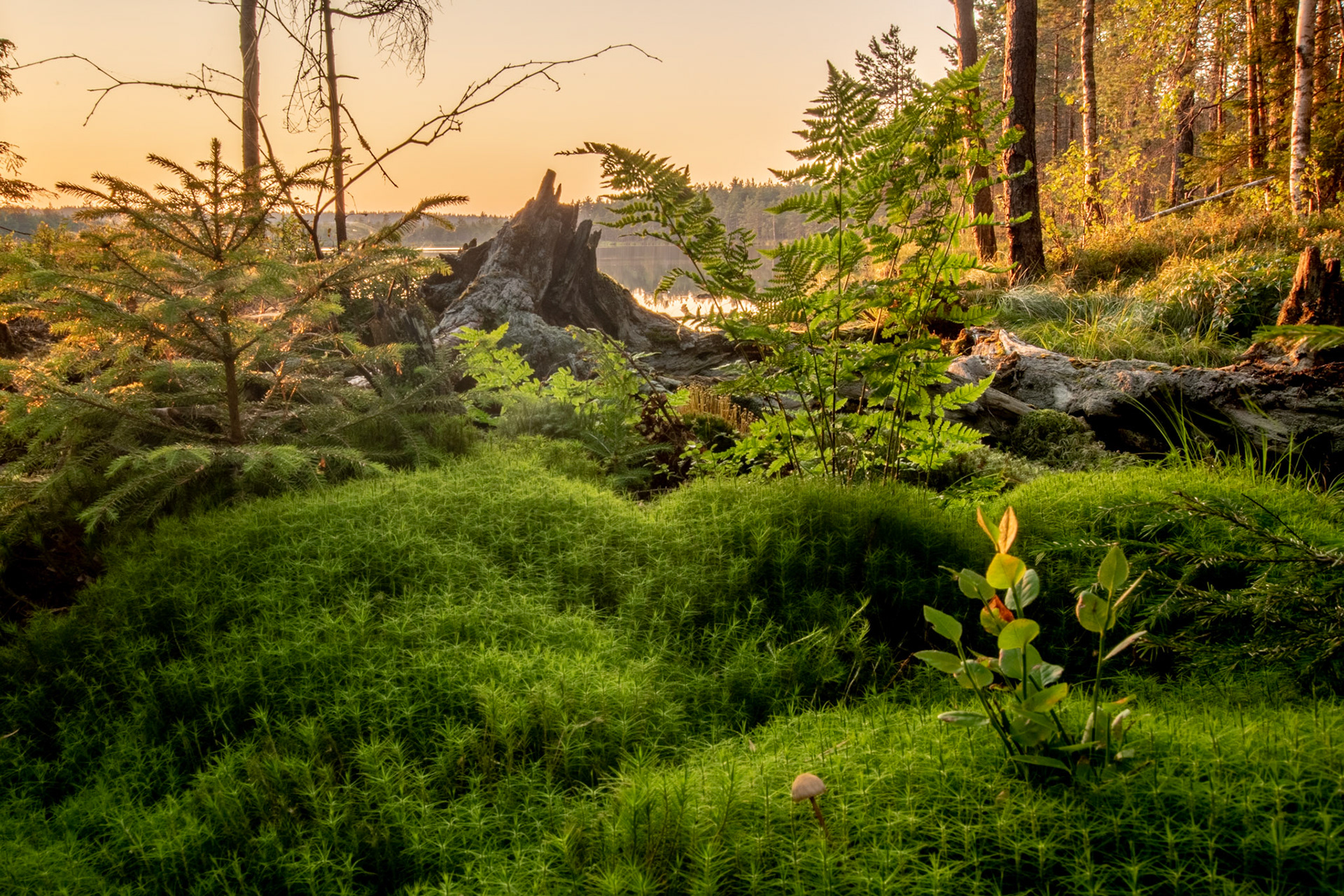 Underbrush / Alusmets