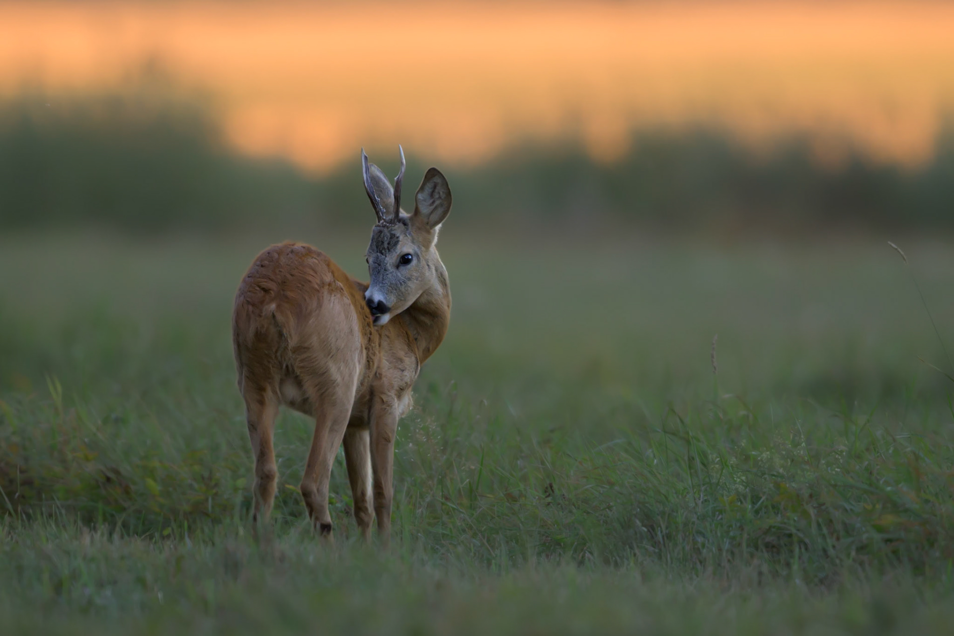 Deer has an itchy back / Sokul selg sügeleb