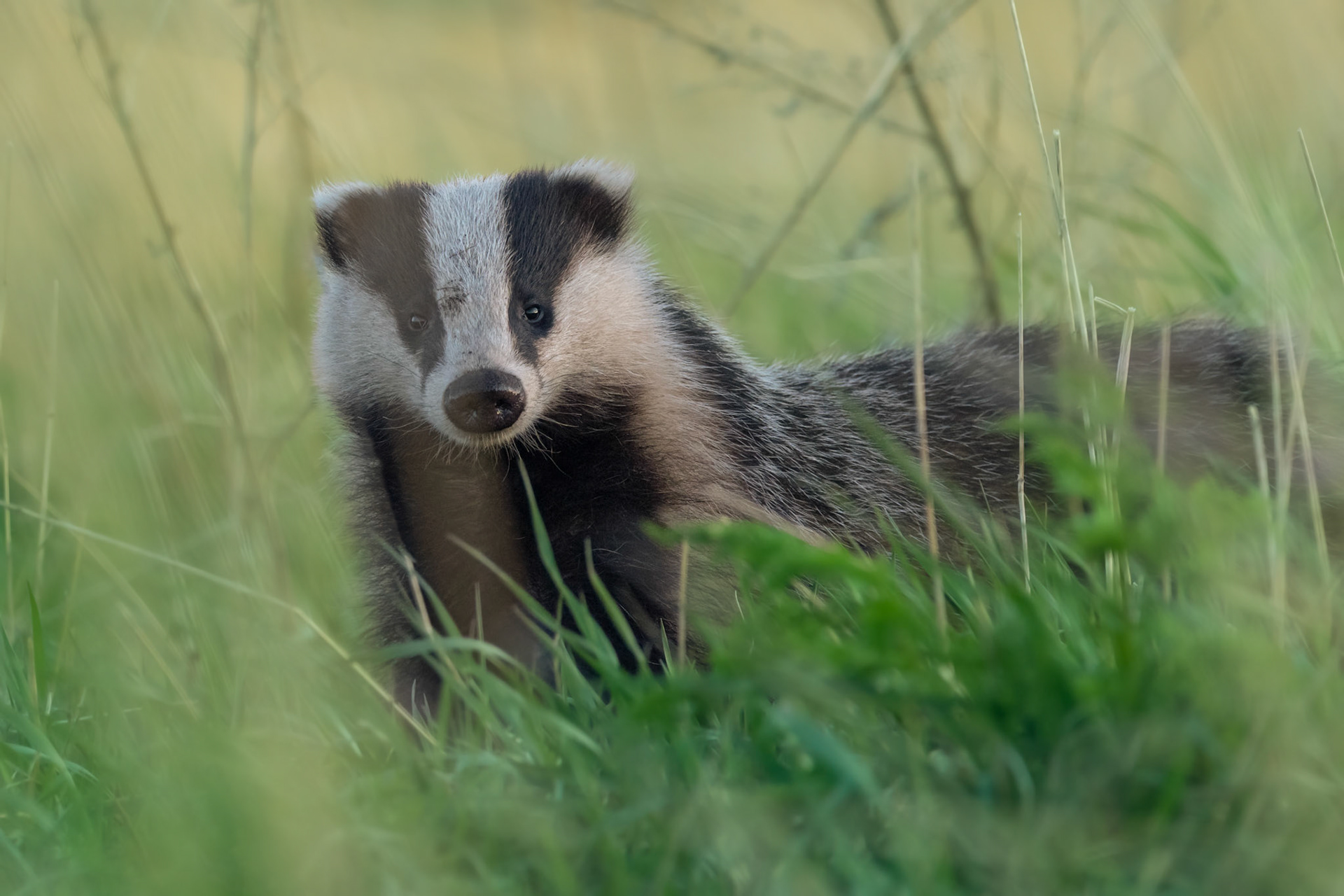 Curious badger / Uudishimulik mäger