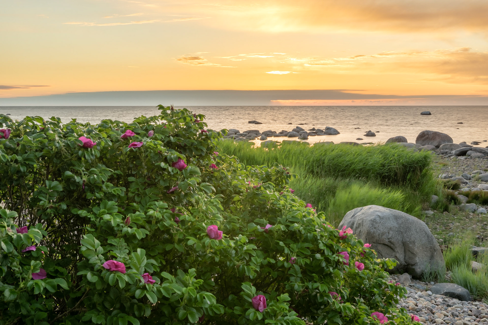 Wild roses on the coast / Kibuvits rannikul