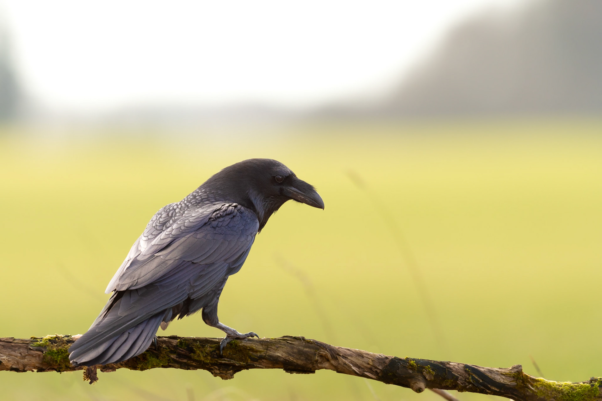 Raven on a branch / Ronk oksal