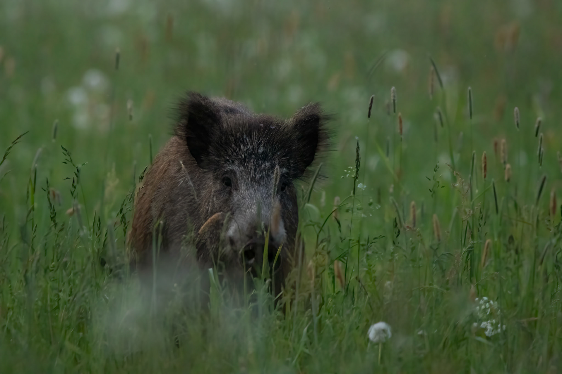 Young wild boar / Noor metssiga
