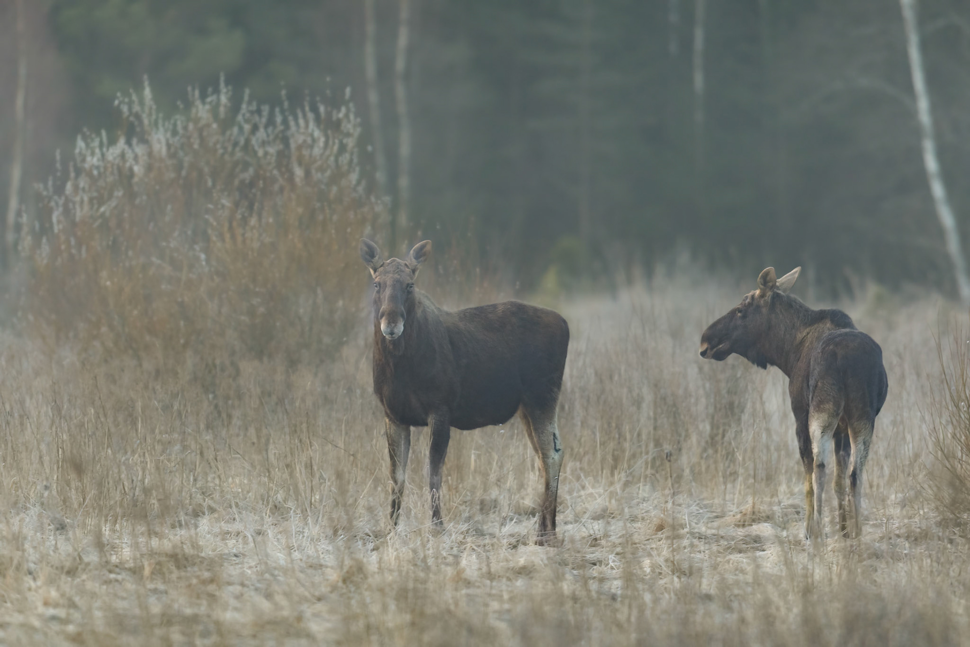 Curious moose / Uudishimulikud põdrad