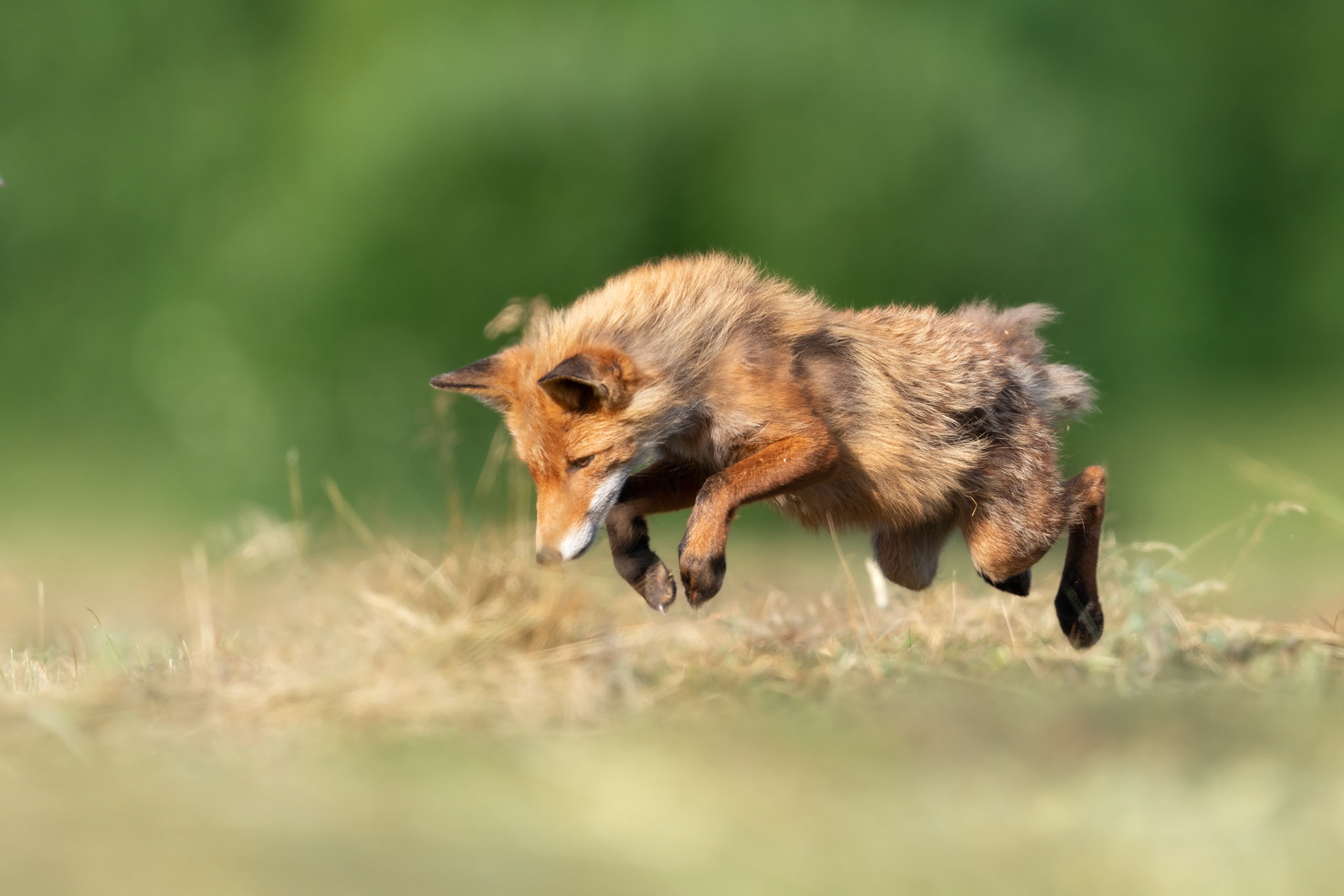 Hunting fox / Jahtipidav rebane