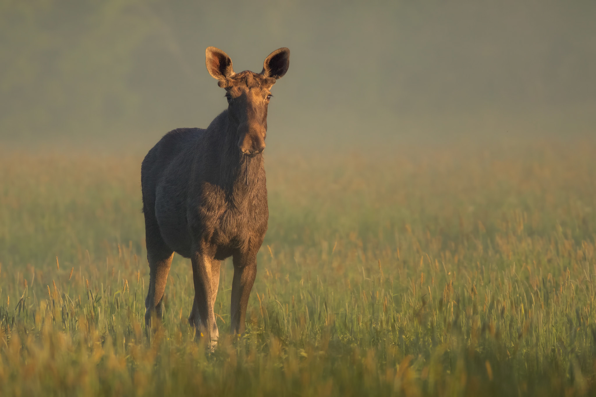 Young moose on a meadow / Noor põder heinamaal