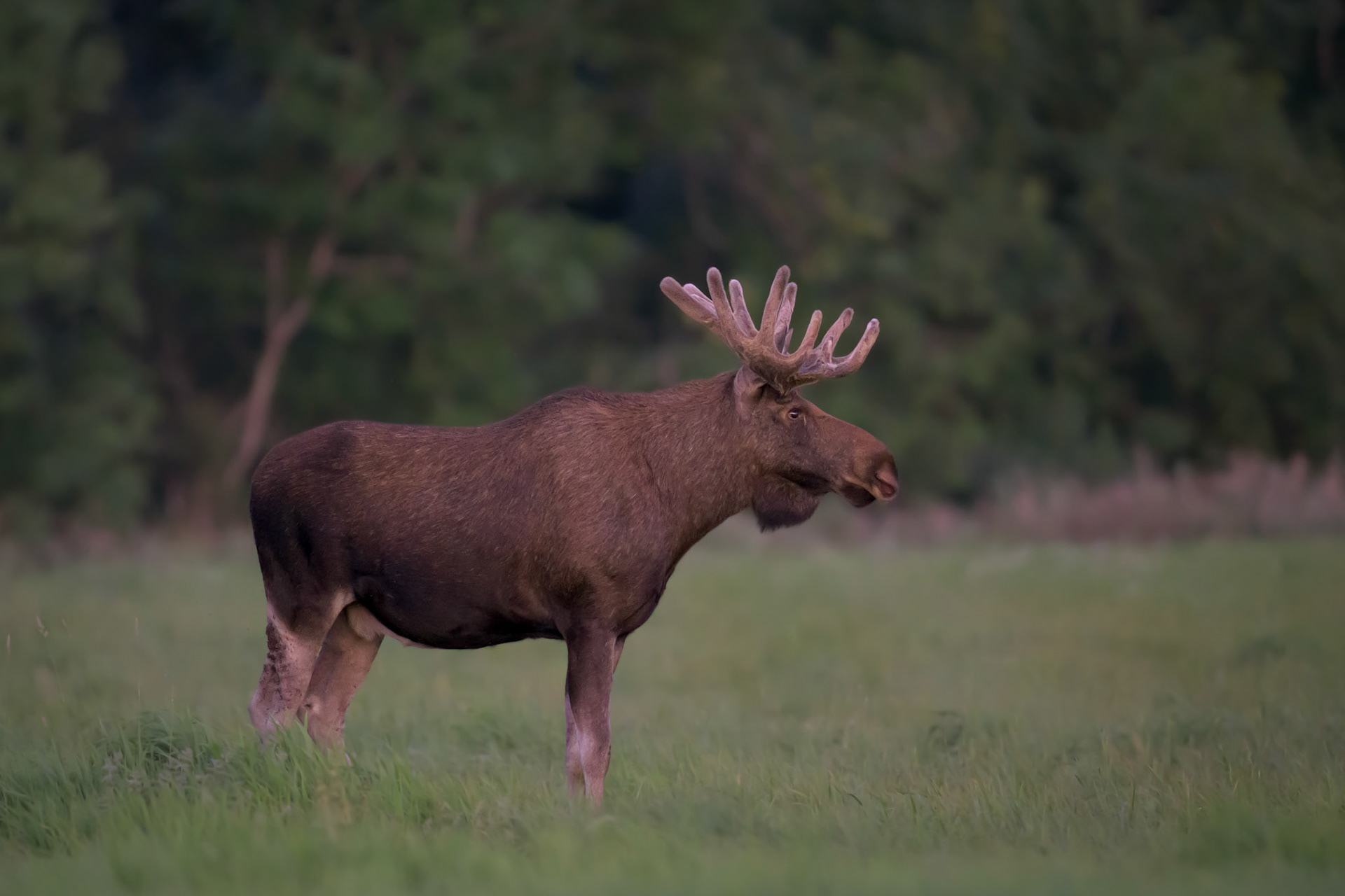 Old moose, new antlers / Vana põder, uued sarved