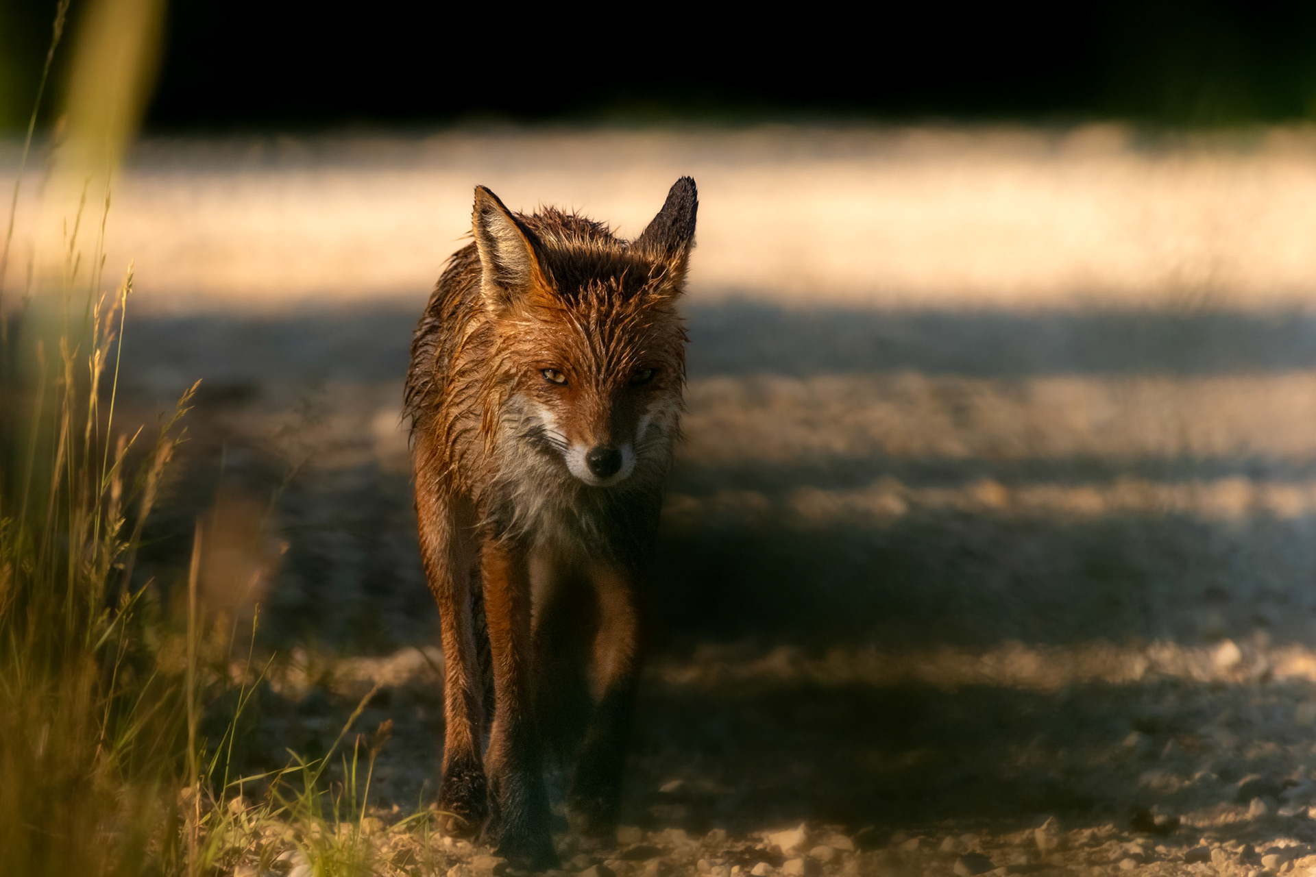 Fox comes from a morning swim / Rebane on käinud end hommikul jahutamas