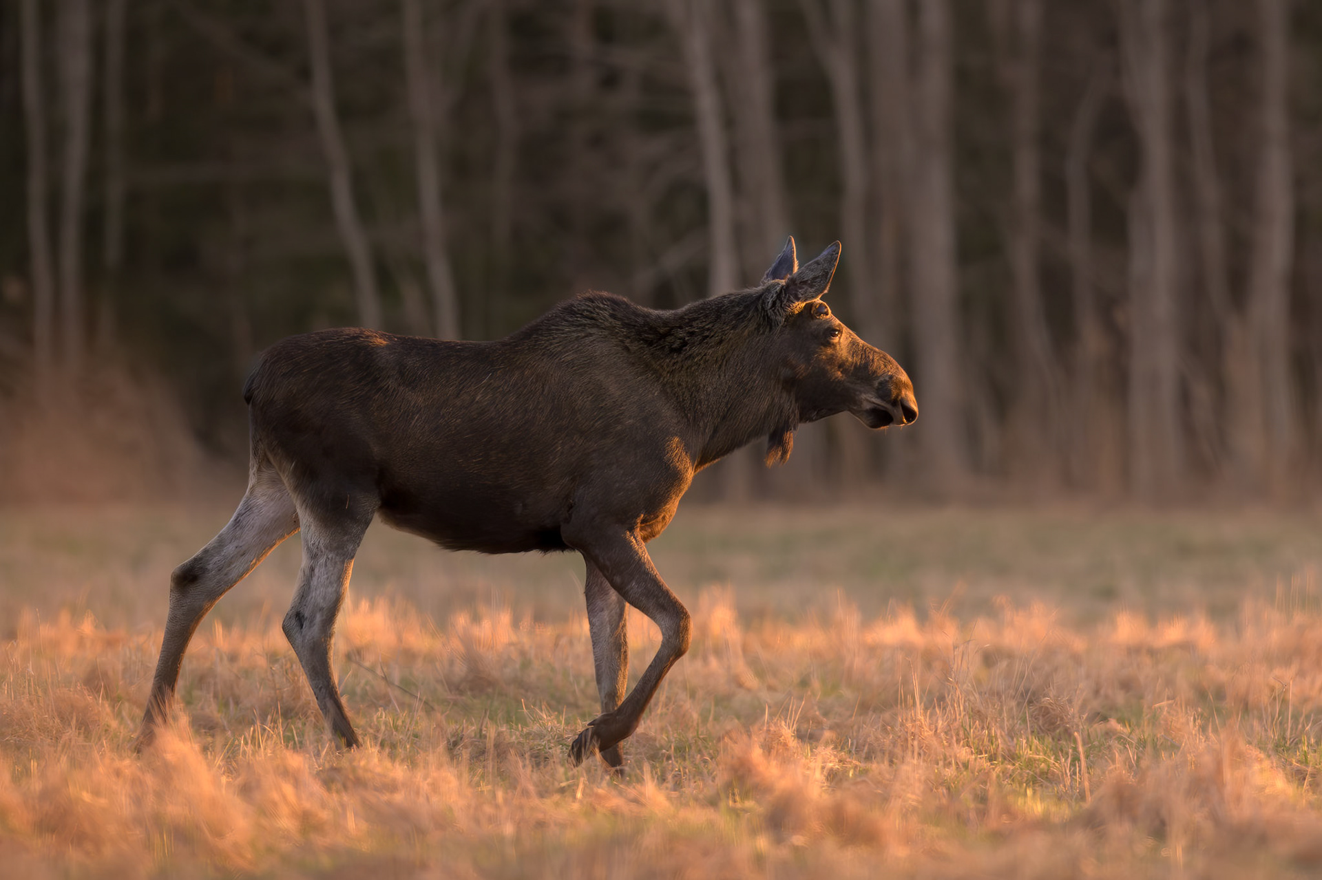 Moose stepping into sunset / Põder loojangusse sammumas