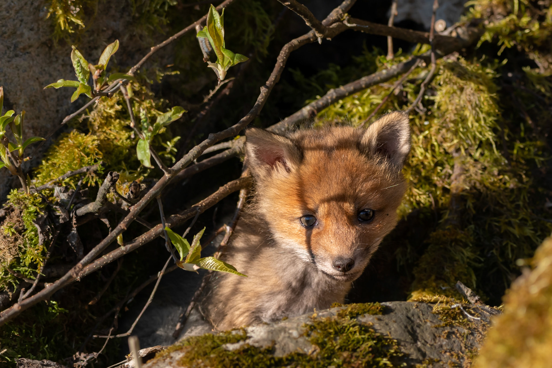 Brand new fox / Uus rebane