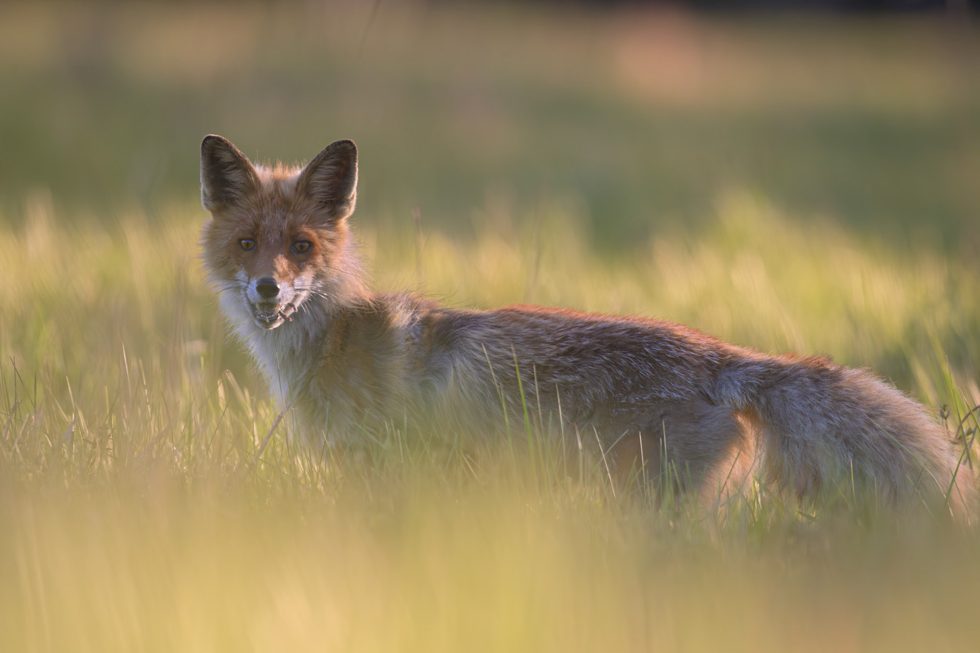 A mouthful / Rebase suutäis
