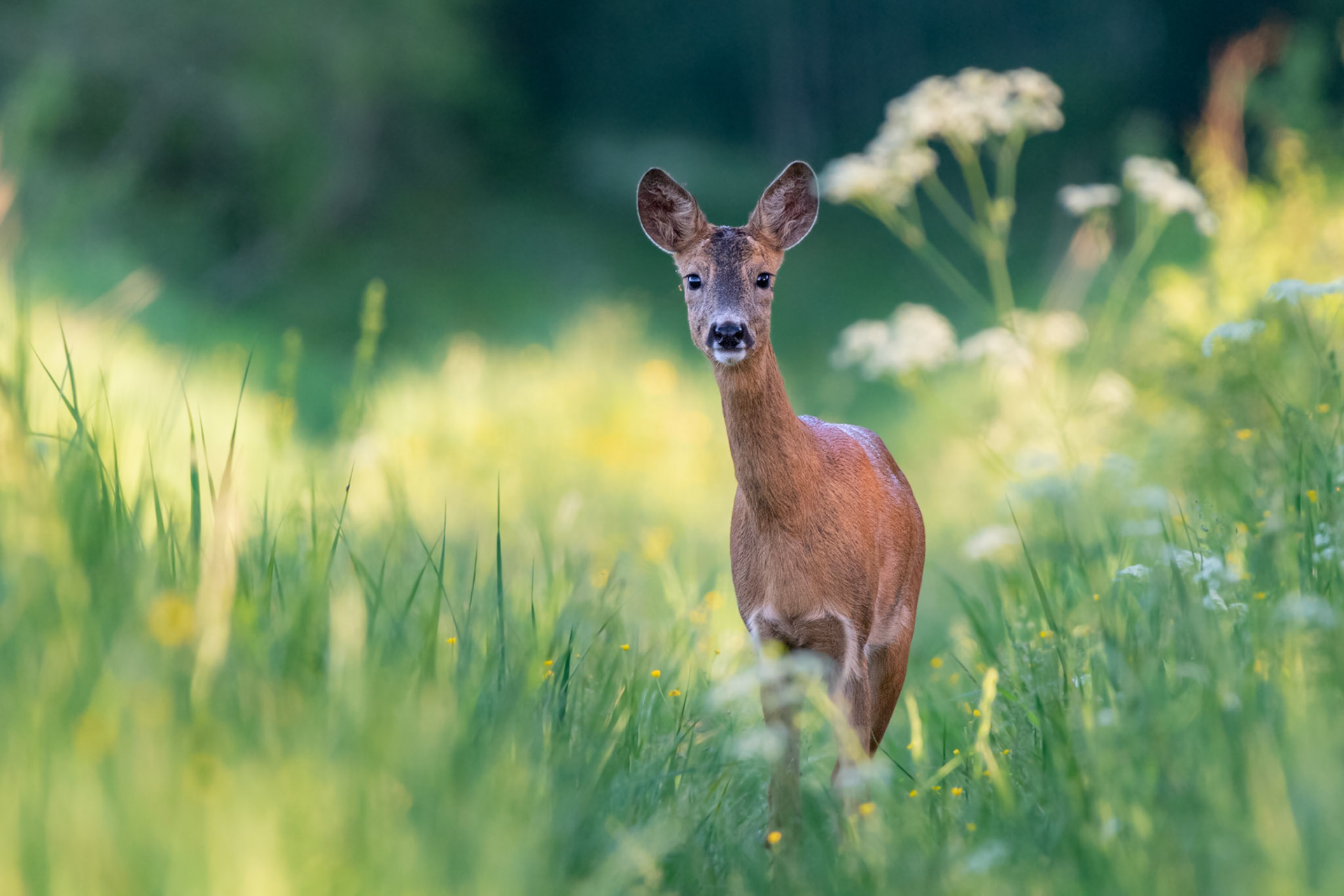 Deer on forest track / Kits metsarajal