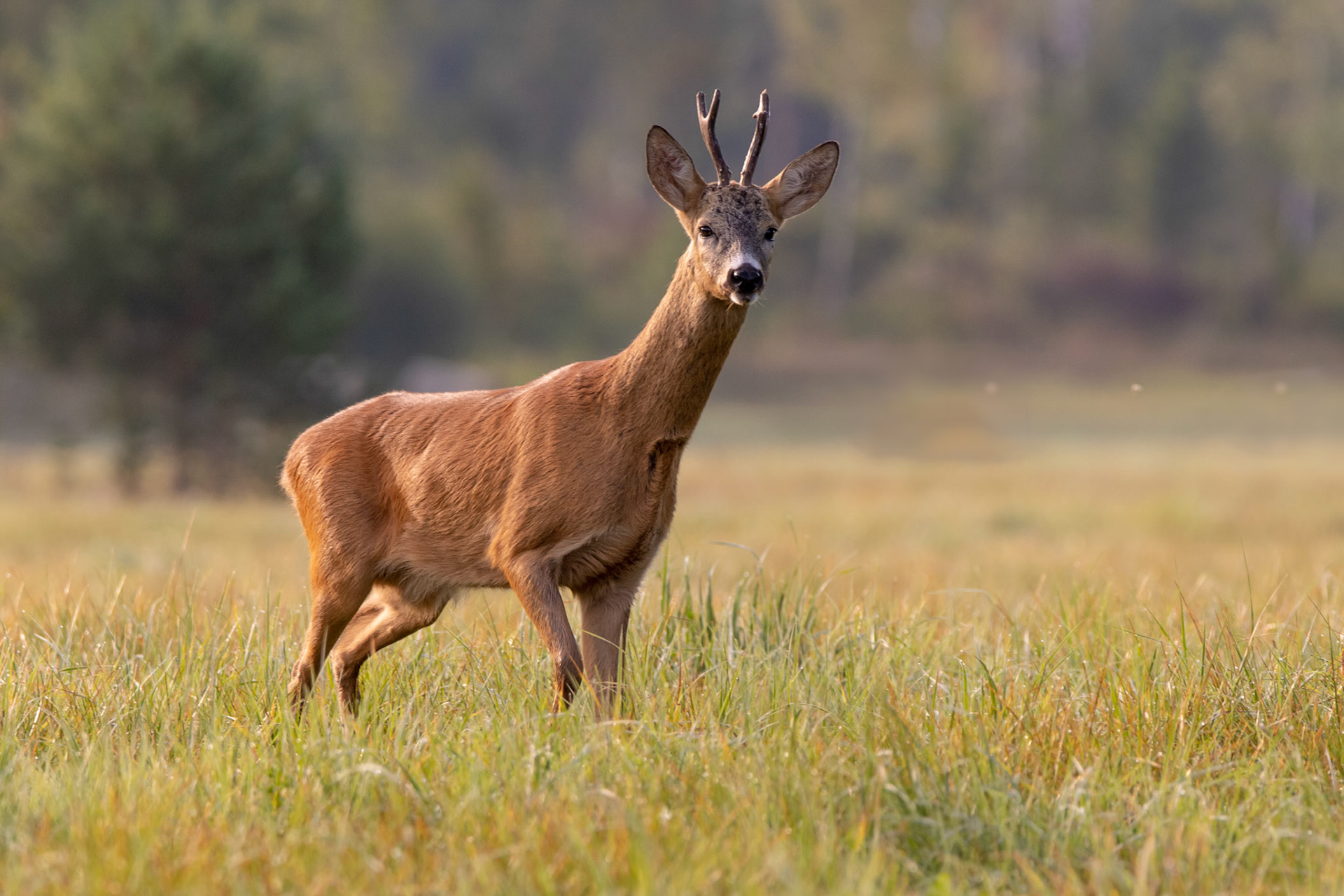 Roe buck on field / Sokk põllul