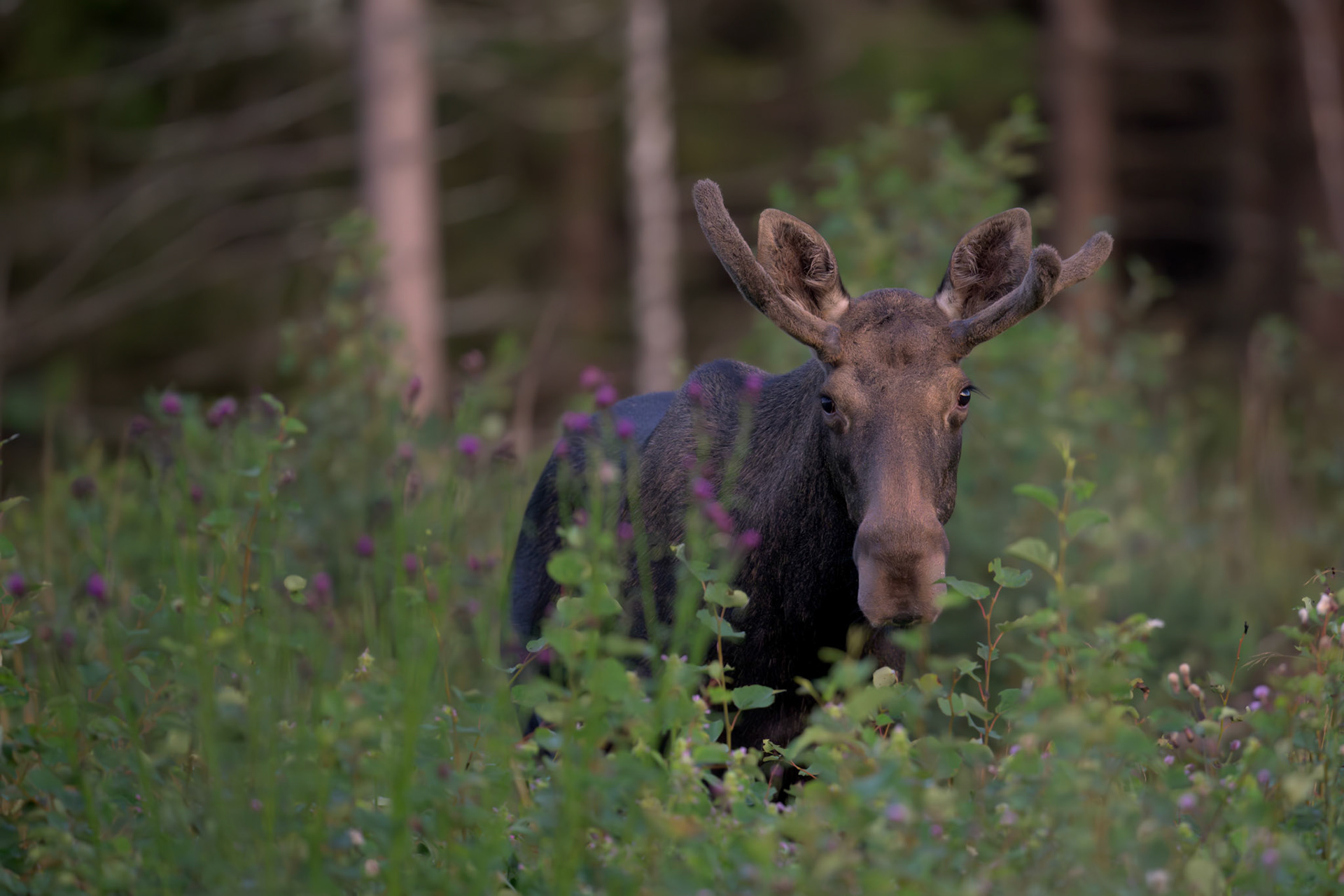 Moose in green / Põder roheluses