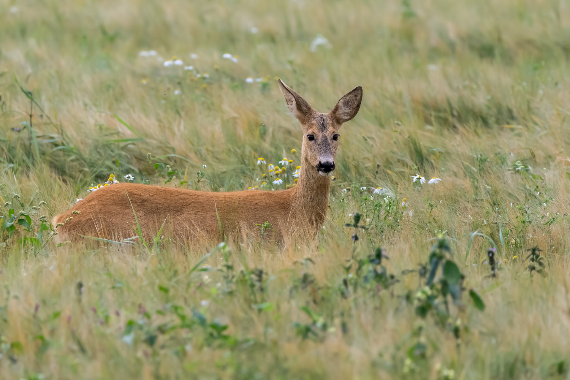Roe deer eating / Sööv metkits