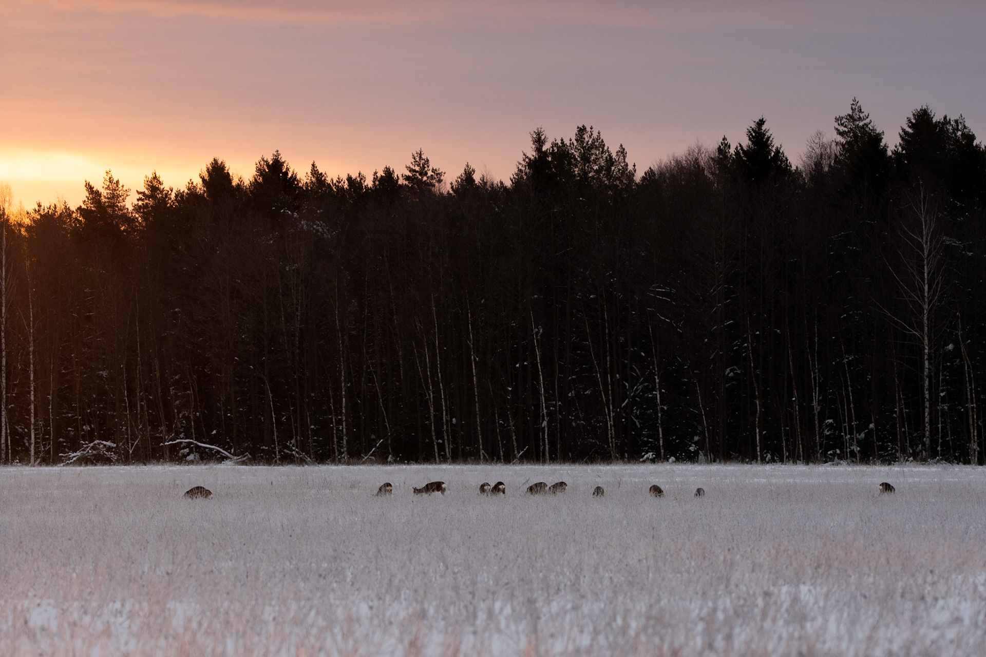 Deers at breakfast / Kitsed hommikusöögil
