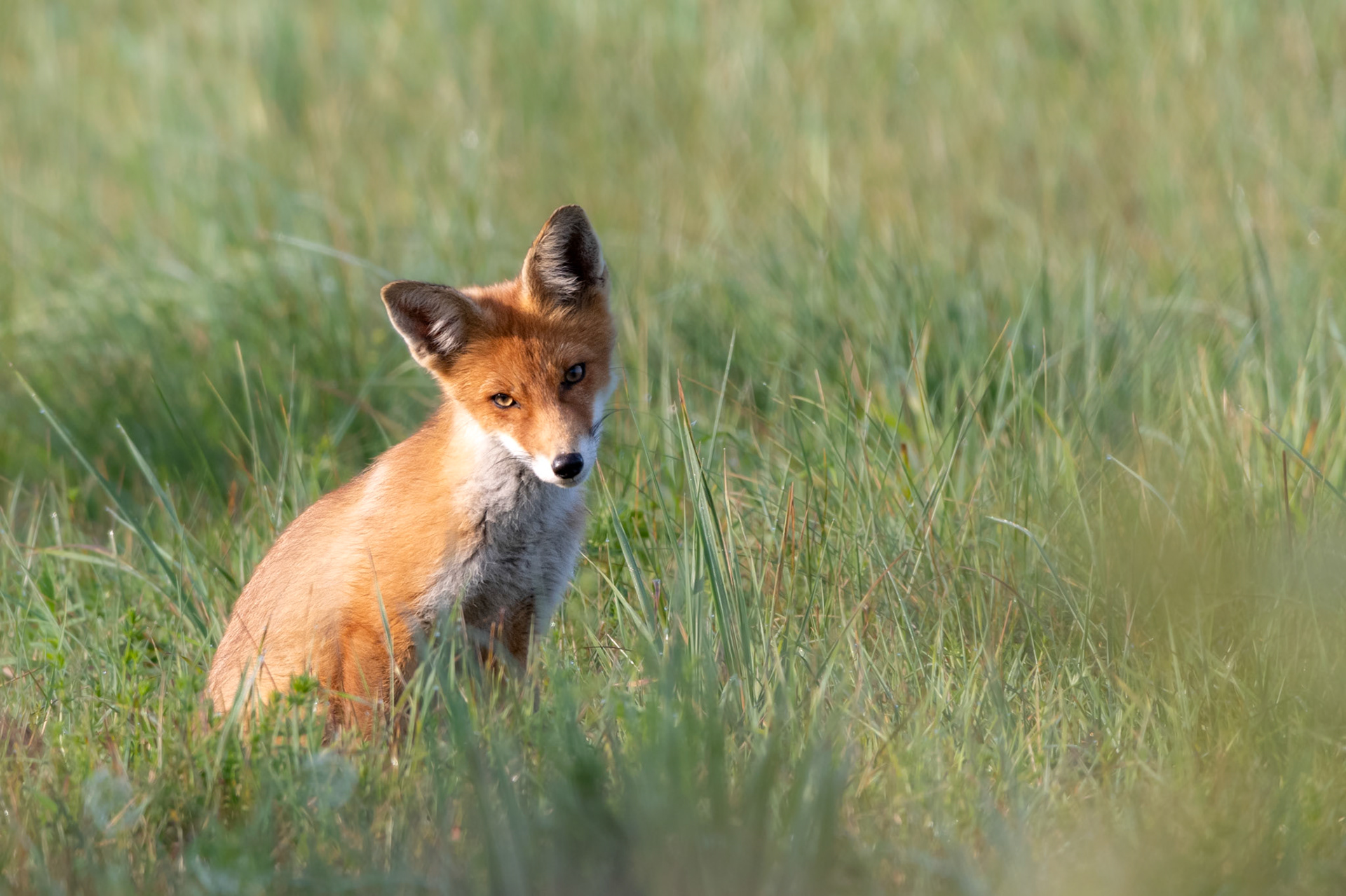 Curious fox / Uudishimulik rebane