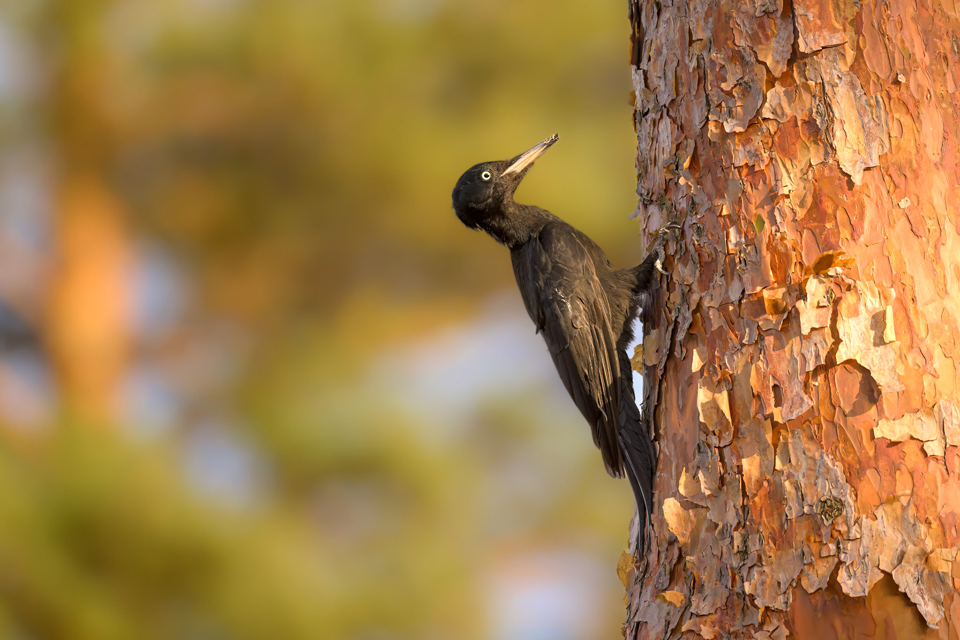 Black Woodpecker / Musträhn