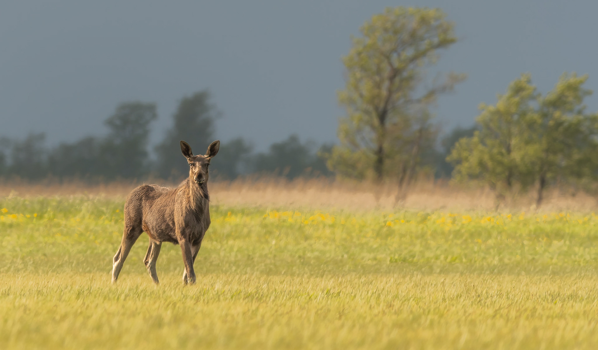 Moose on a flood-meadow / Põder luhal