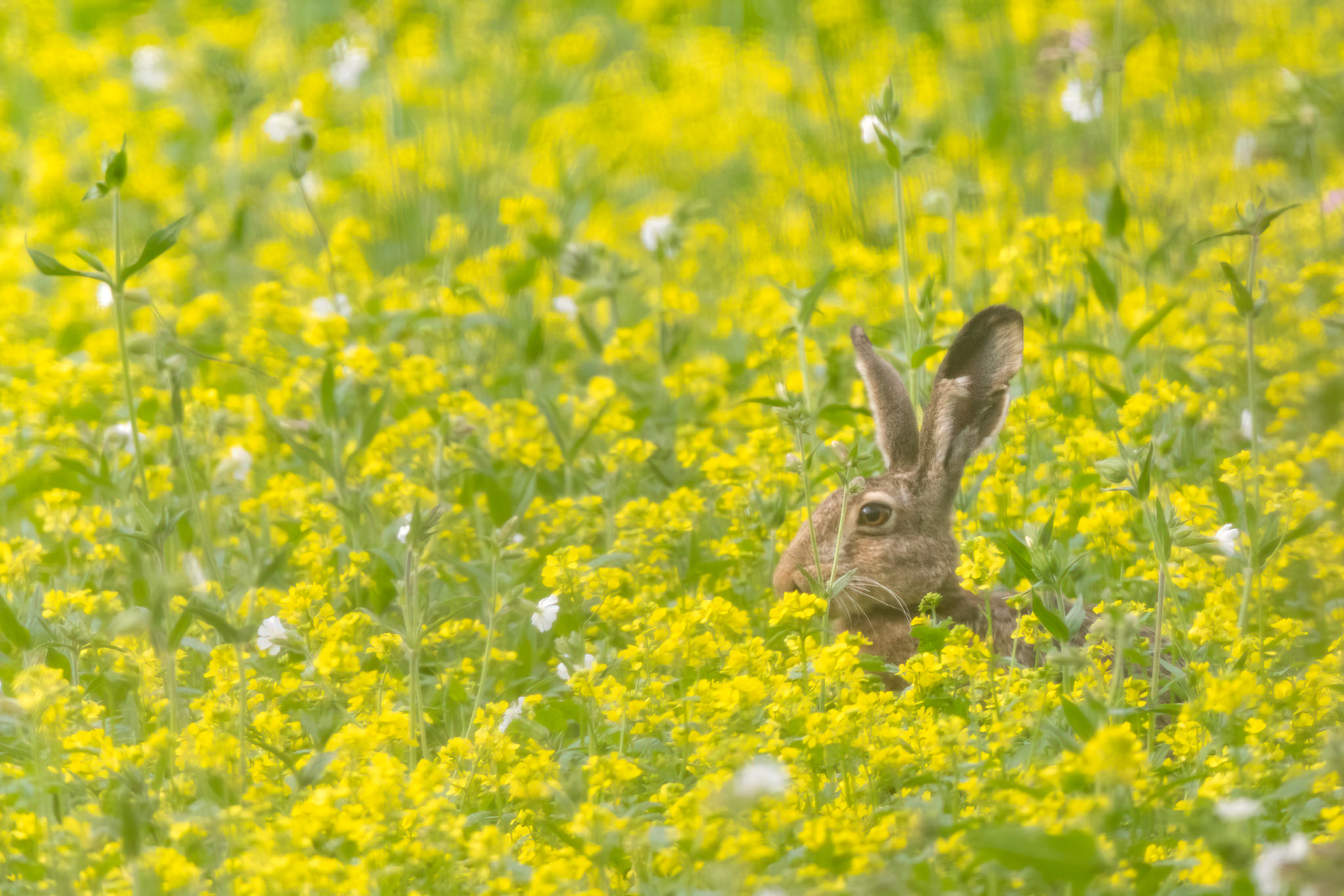 Hare in yellow / Jänes kollasuses
