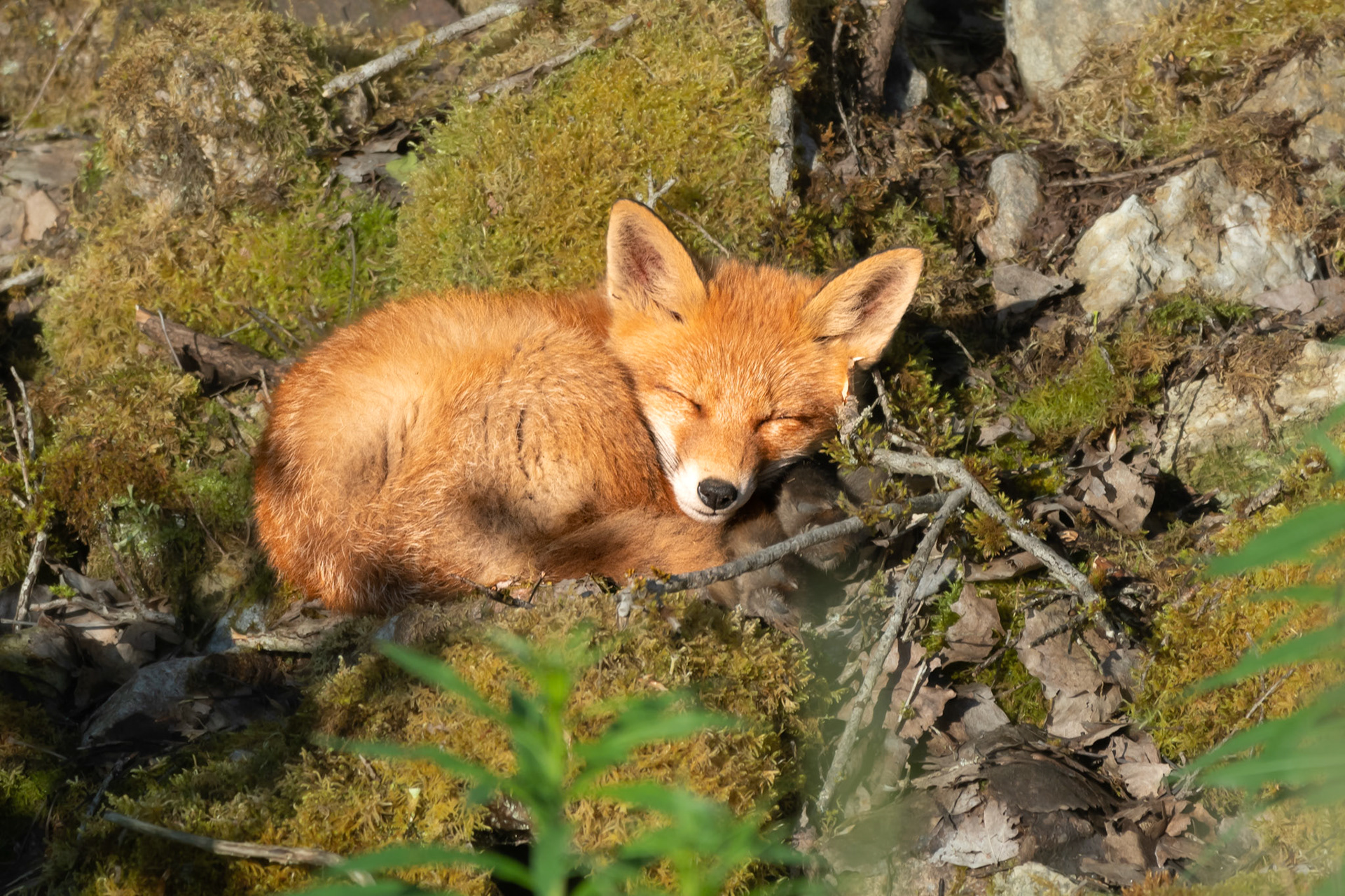 Sleeping beauty / Uinuv kaunitar