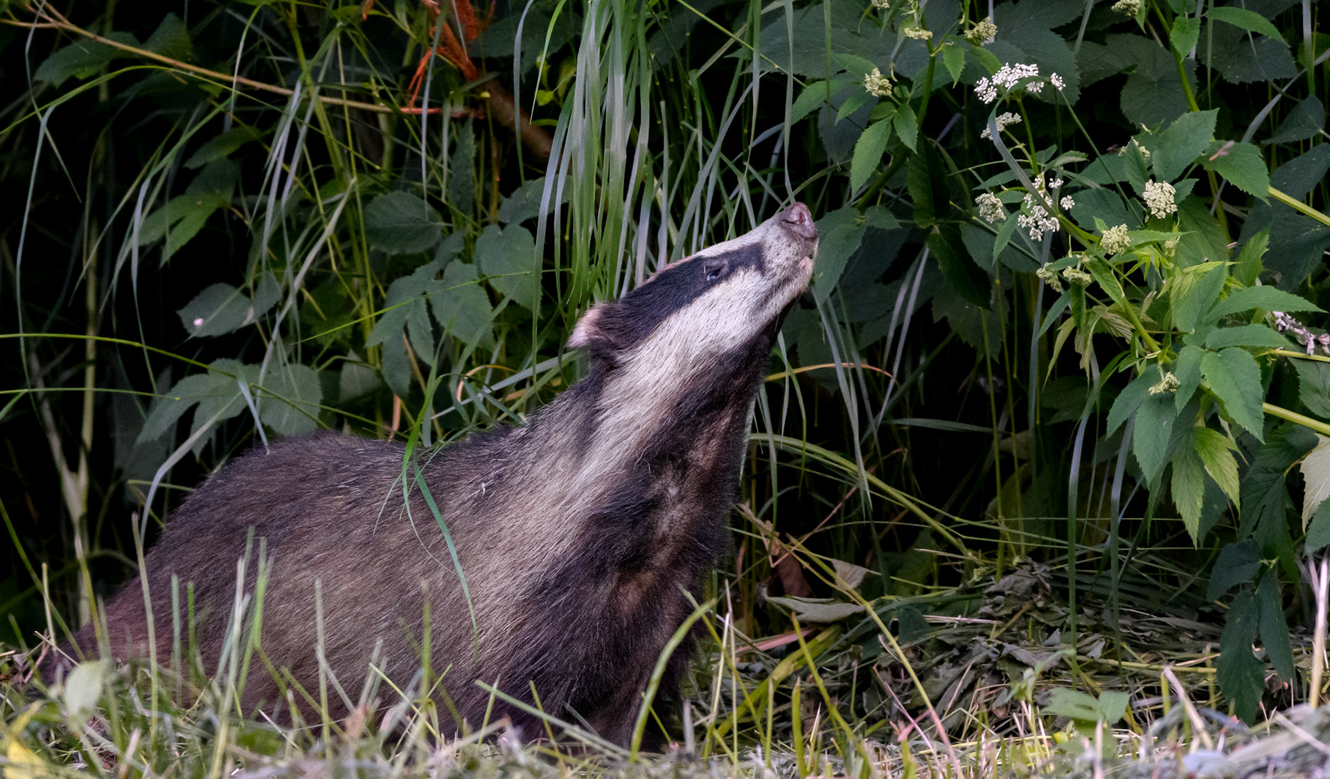 Badger sniffing the summer / Mäger suve nuuskimas