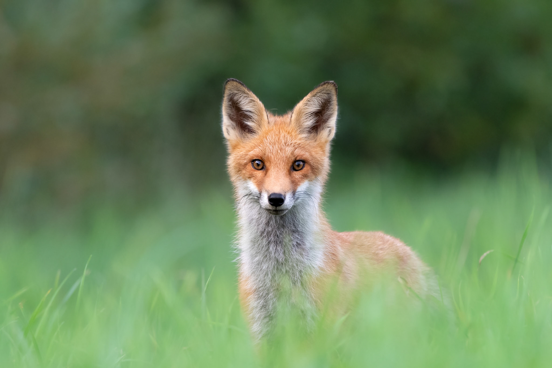 Portrait of a fox / Rebase portree