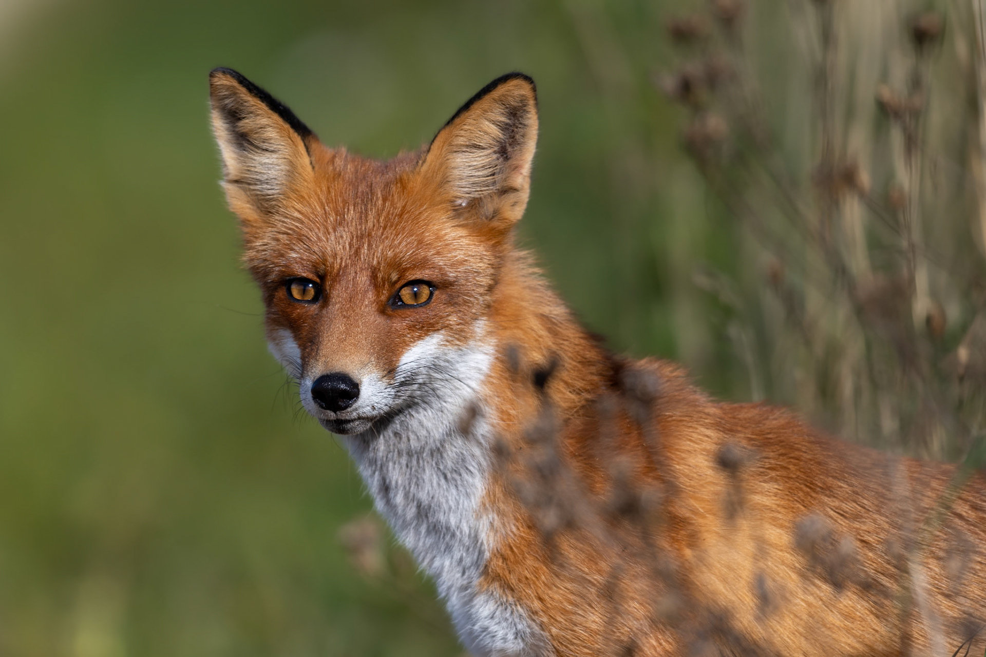 Close encounter with a fox / Lähedane kohtumine rebasega