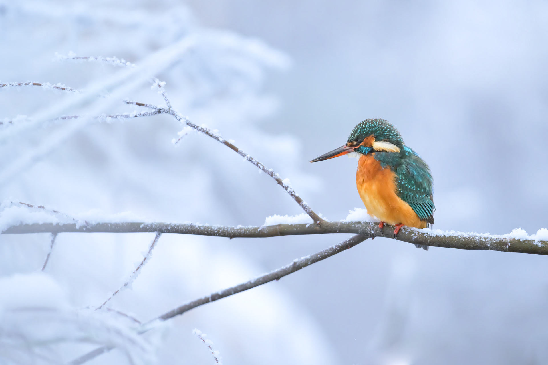Kingfisher in the frost / Jäälind pakases