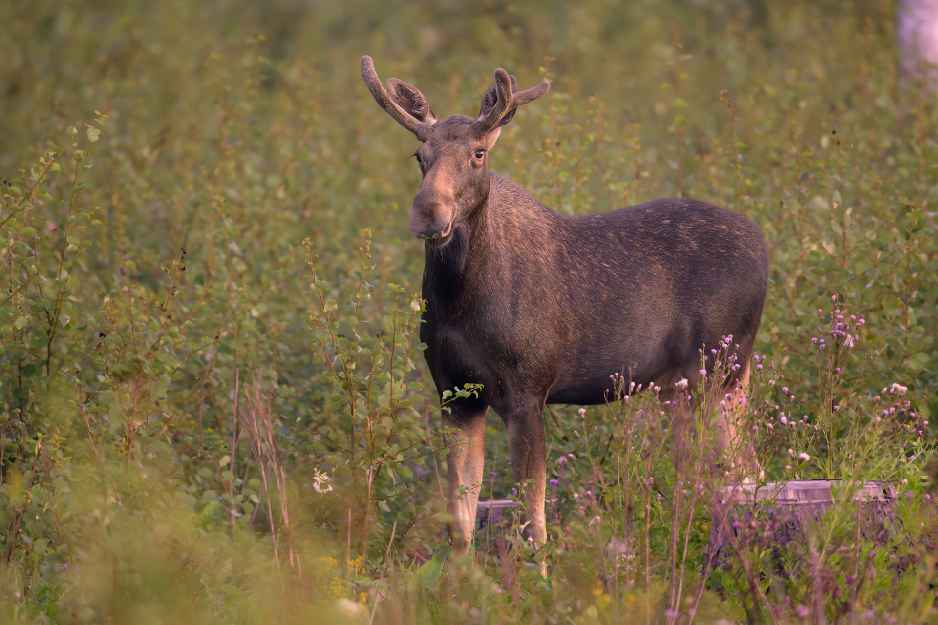 Moose somewhat like clearcut areas, not so many though / Põtradele sageli meeldivad raiesmikud, aga piisab mõnest