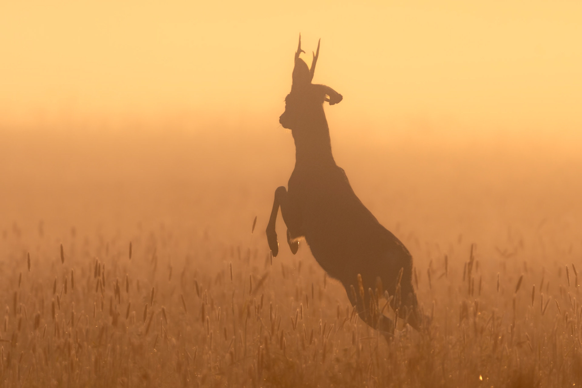 A leap in to the light / Hüpe valgusse