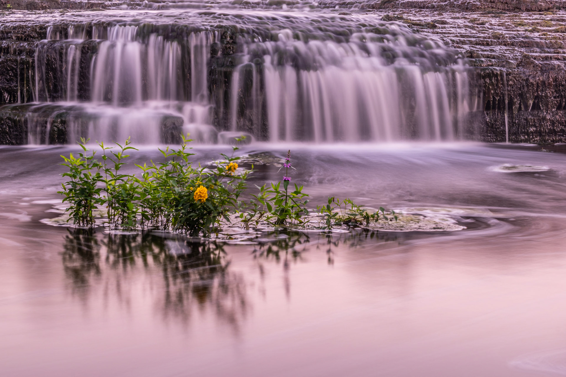 Flowers in rapids / Lilled kärestikus