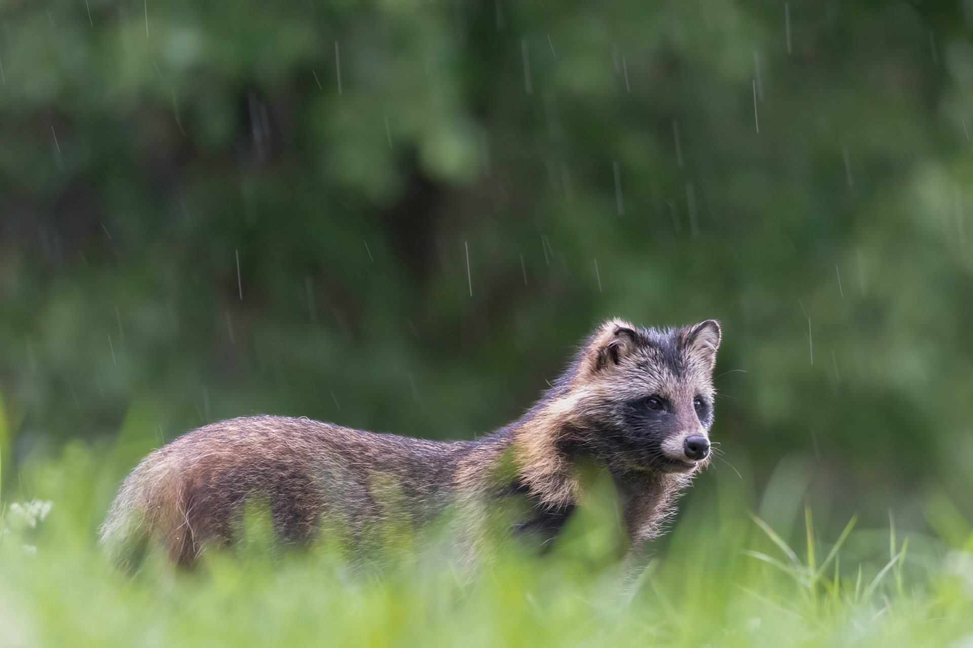 Raccoon dog in the rain / Kährik vihmas