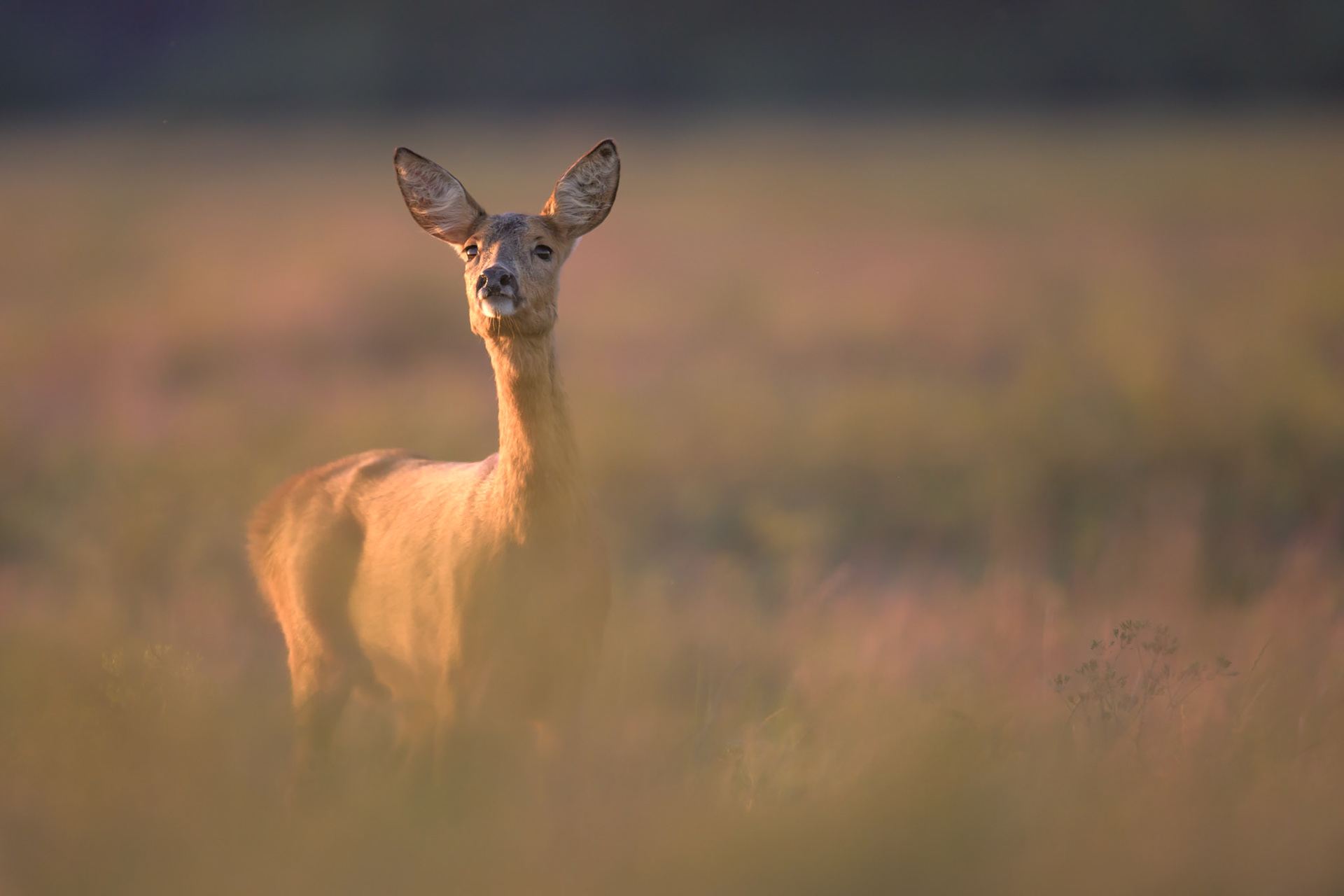 Proud roe deer / Uhke metskits