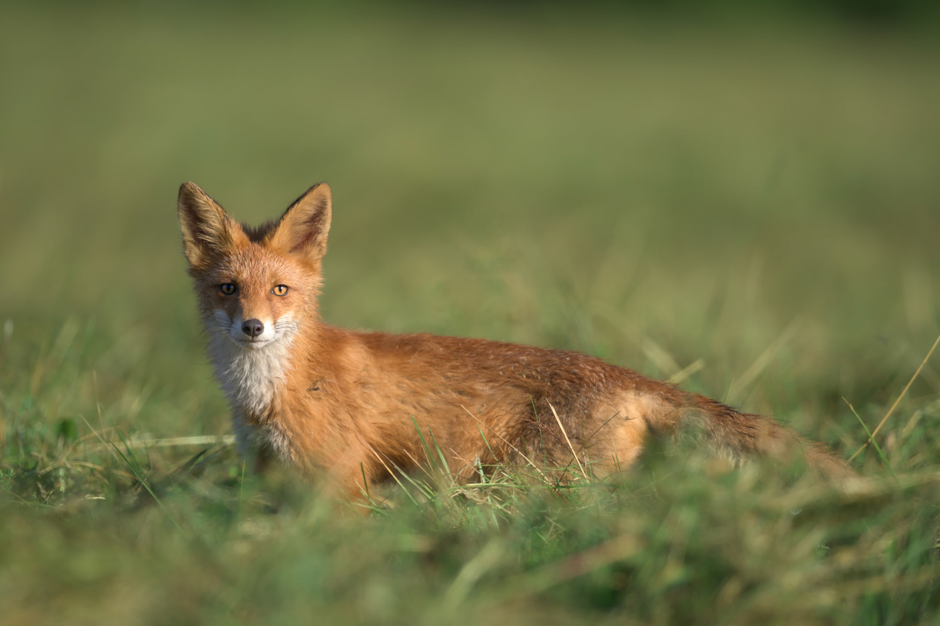 Young fox / Noor rebane