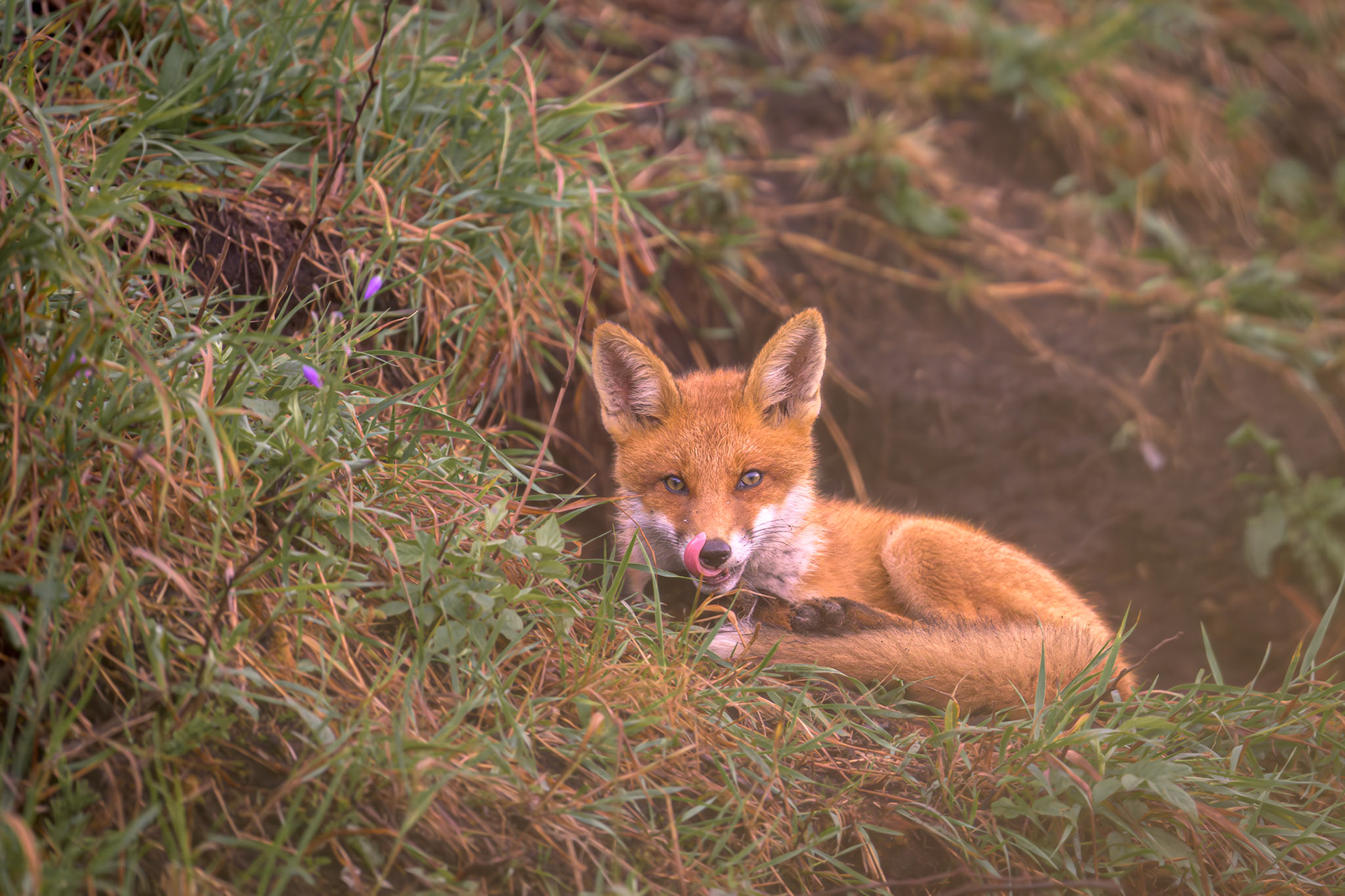 Kit just finished eating something mom caught / Rebasekutsikas lõpetas just millegi söömise, mille emarebane oli põllult püüdnud