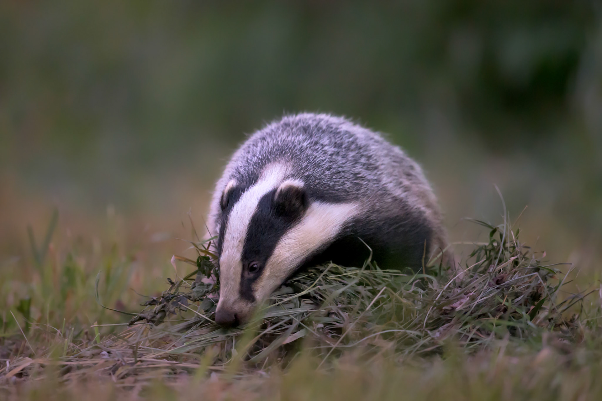 Badger collecting new bedding for a sett/ Mäger uut pesavoodrit tassimas