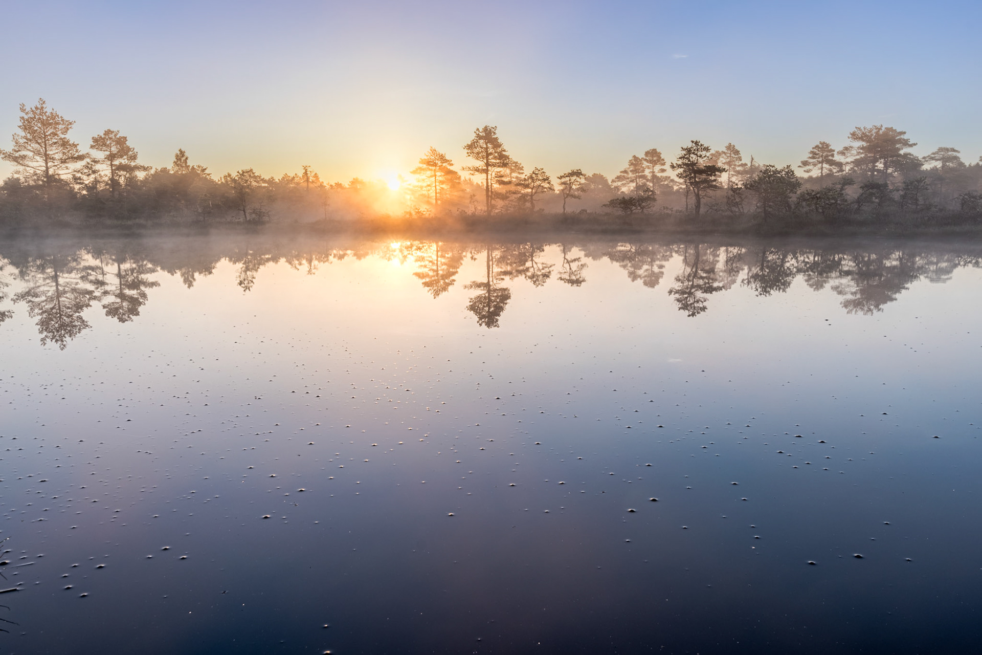 Foggy bog / Udune raba