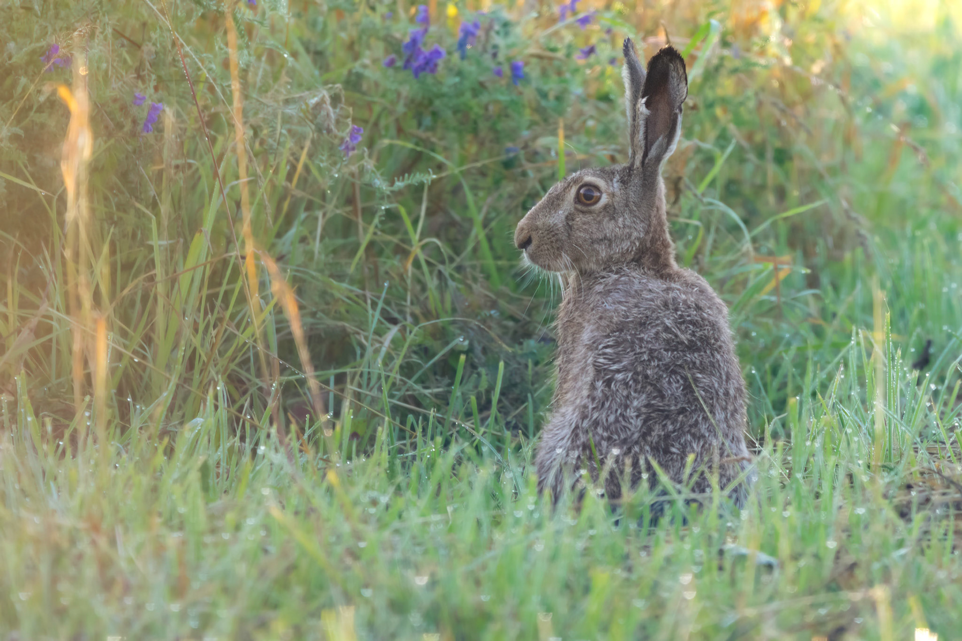 Noticed by hare / Jänese poolt märgatud