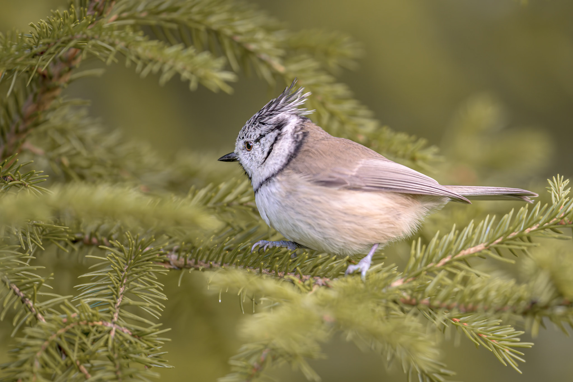 Crested tit / Tutt-tihane