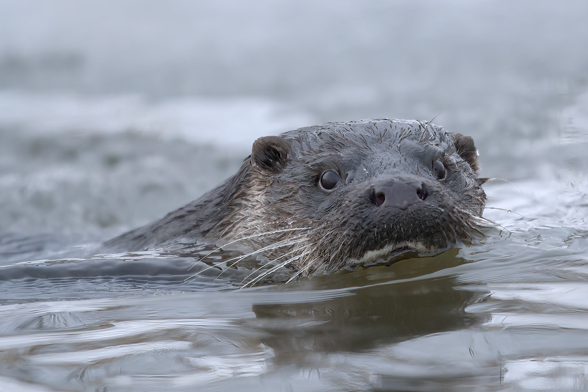 Otter having a winter swim / Saarmas taliujumist harrastamas