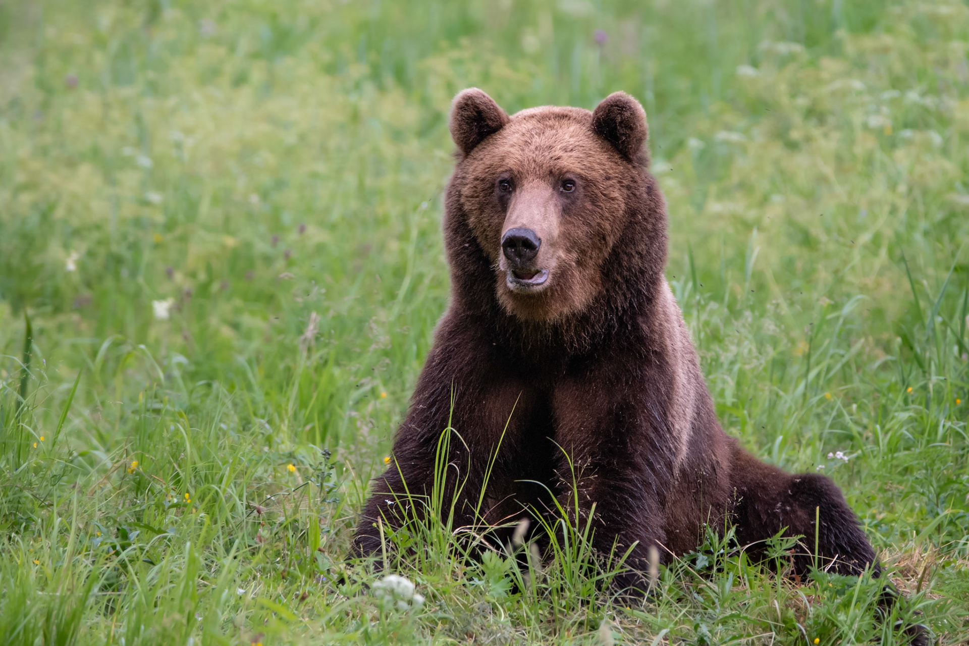 Resting brown bear / Puhkav pruunkaru