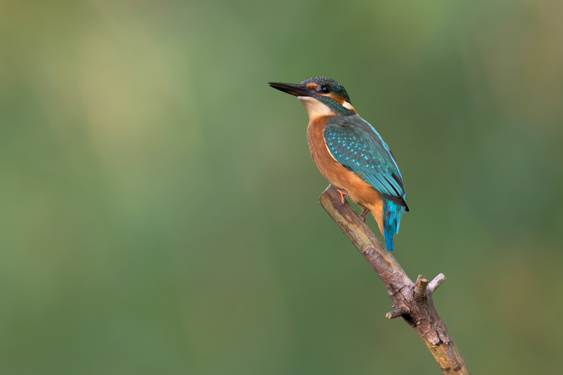 Kingfisher on its hunting branch / Jäälind oma jahioksal