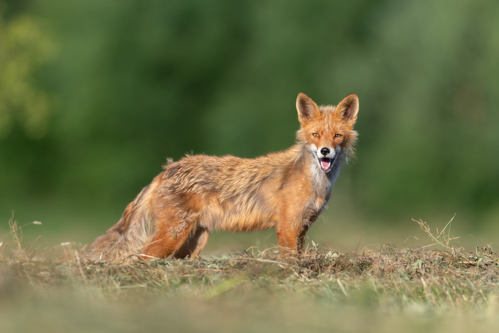 Smiling fox / Naeratav rebane