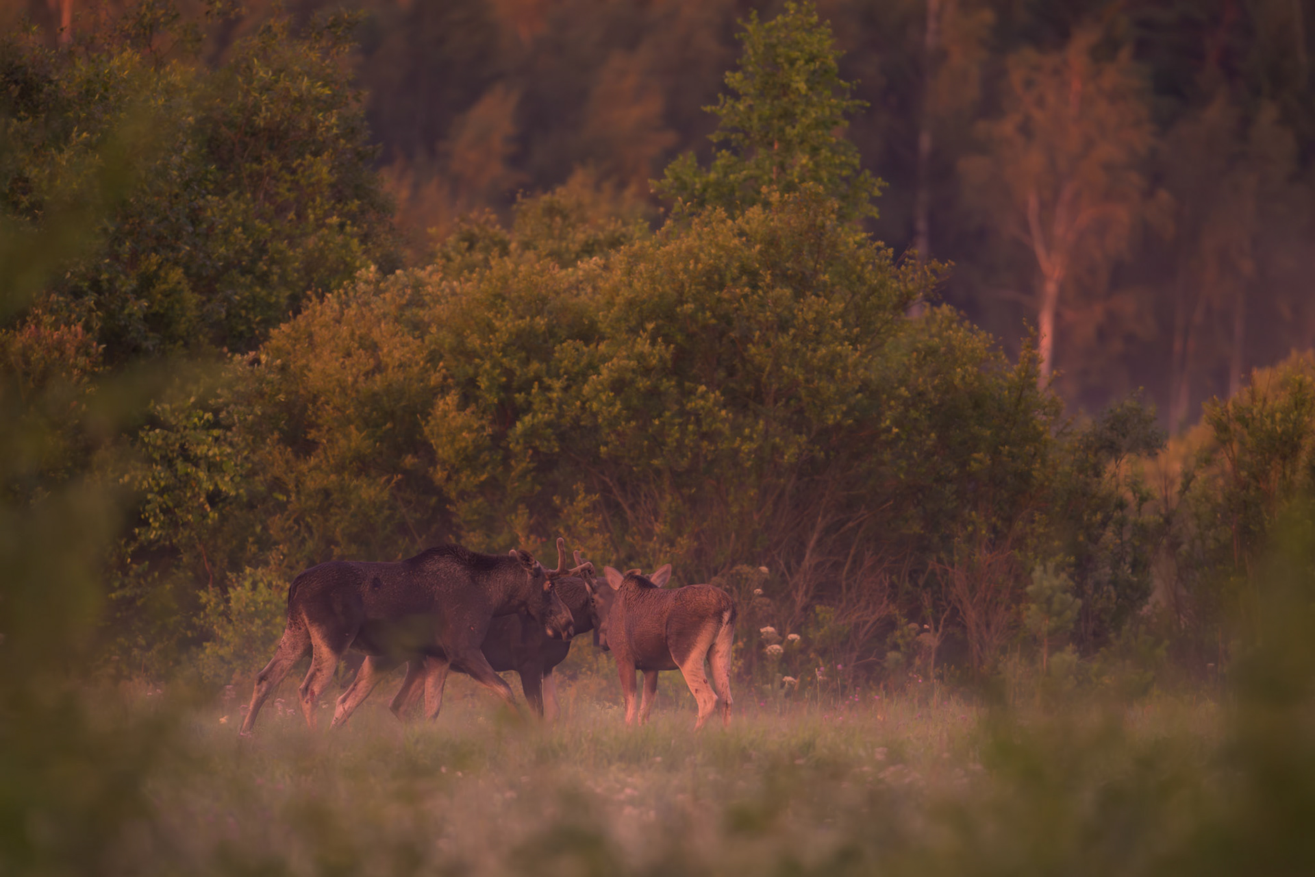 Earlymorning meeting / Varahommikune koosolek