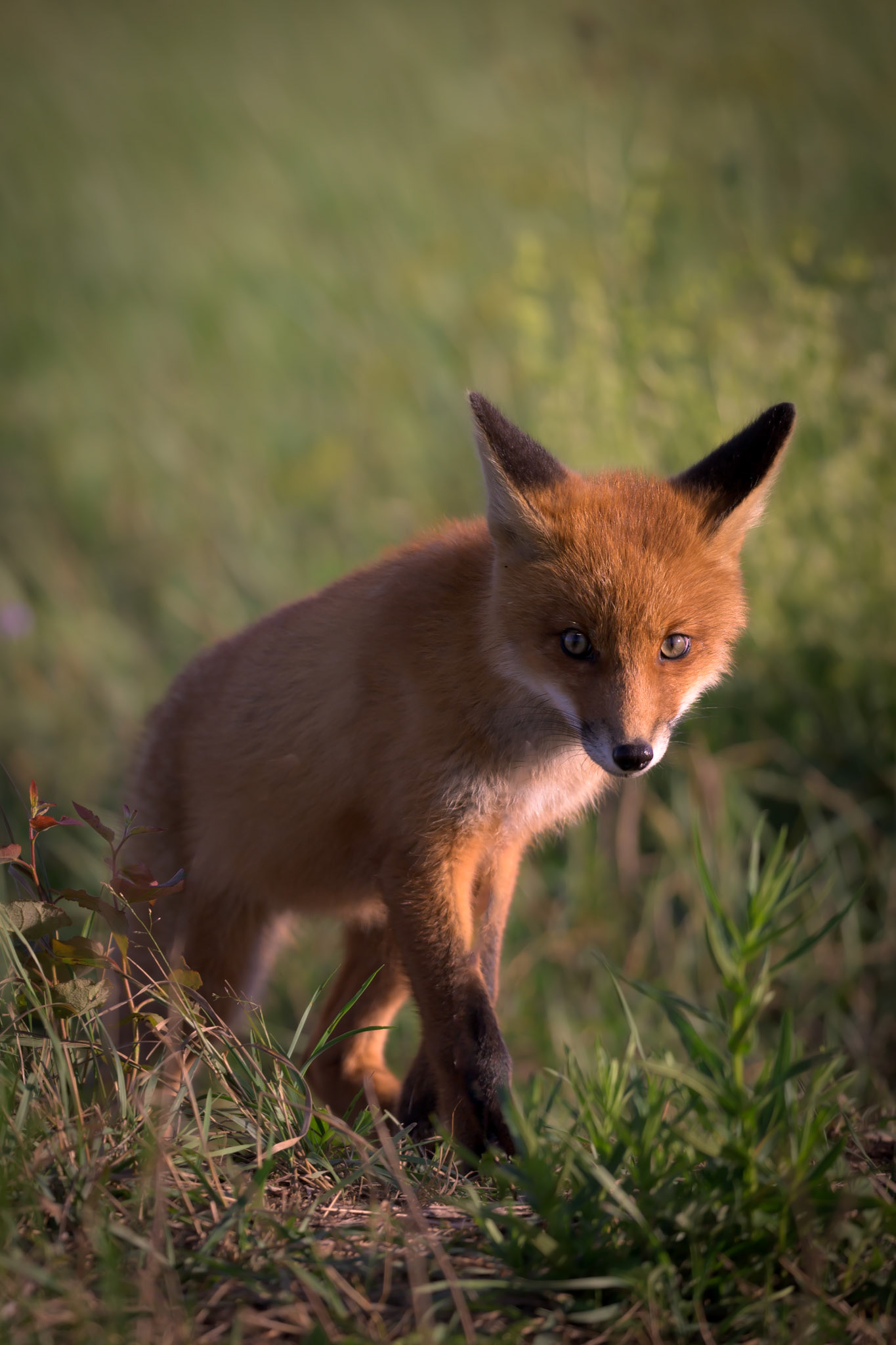 First steps to the outer world / Esimesed sammud laia ilma suunas