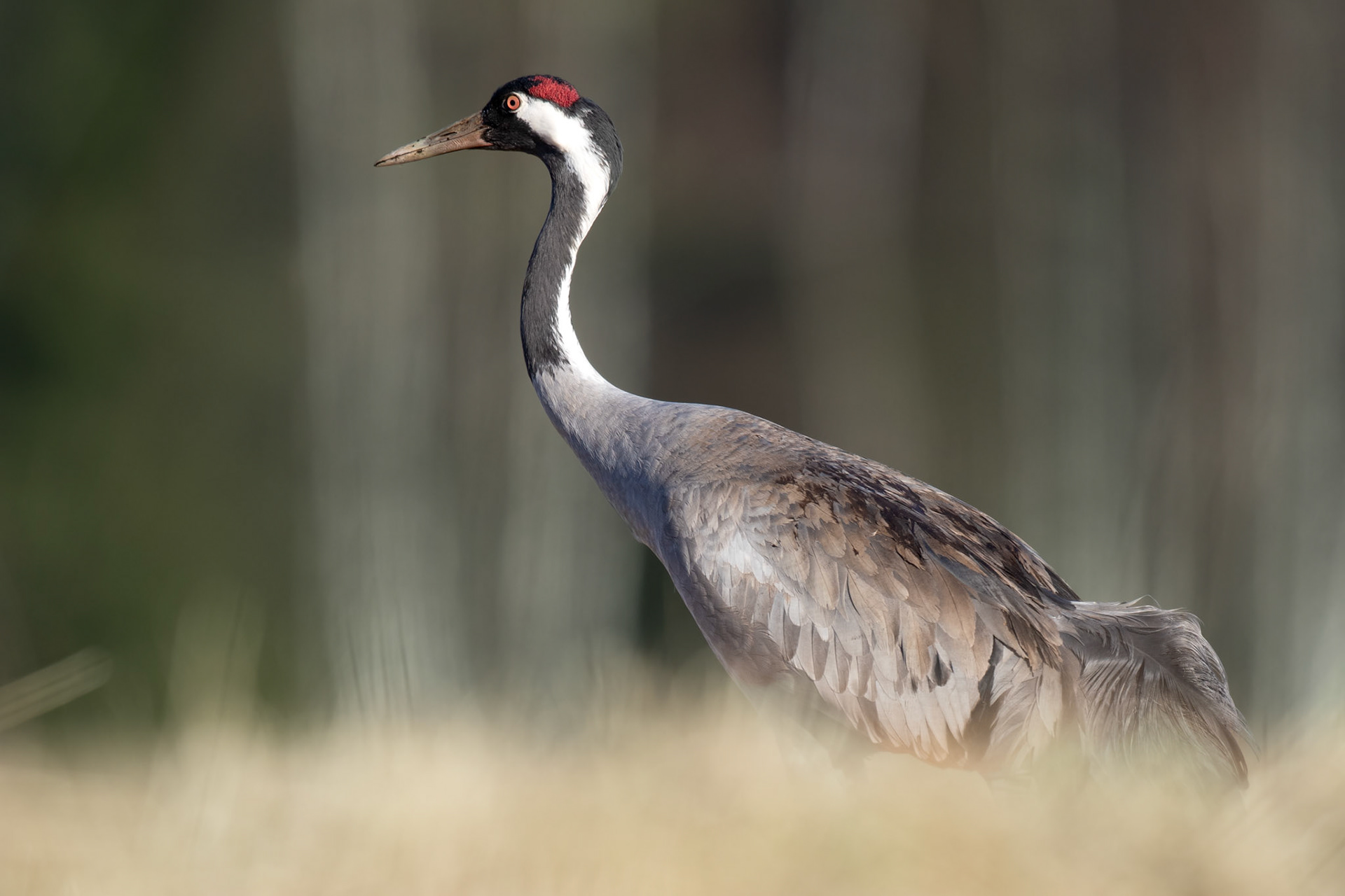 Common crane / Sookurg